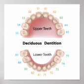 Poster van de tandheelkunde (baby tanden) (Voorkant)