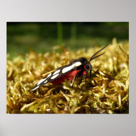 Poster van de tijger van Cream-spot