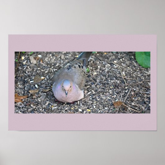 Poster van de treurduif (Voorkant)
