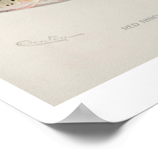 Poster van de visserij - Raketbergforel (Hoek)