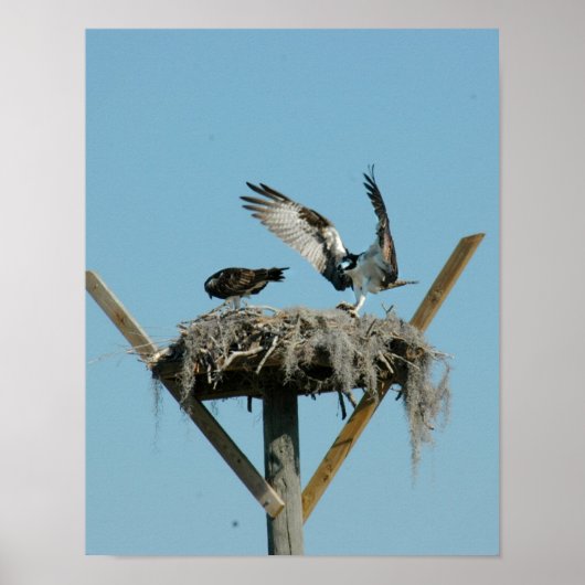 Poster van de vogelfamilie Osprey (Voorkant)