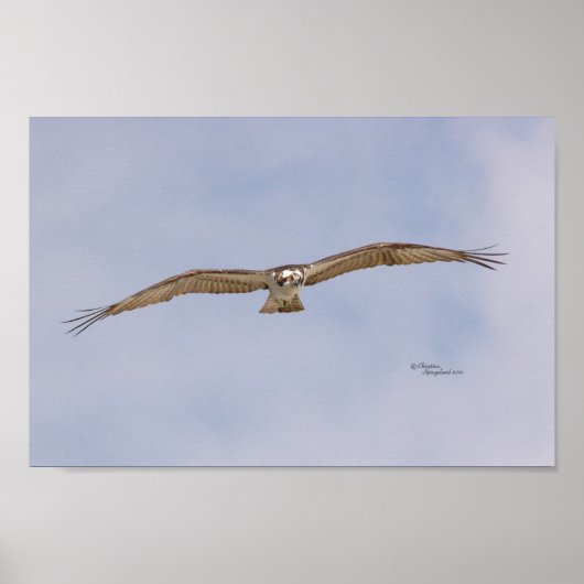 Poster van de vogelpest (Voorkant)