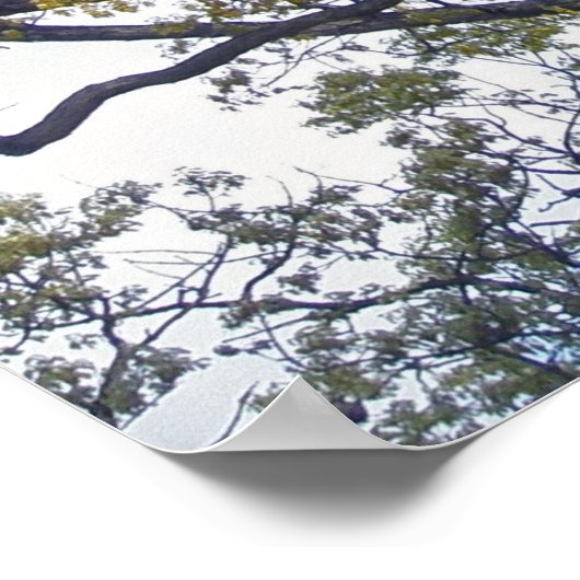 Poster van de Walnootboom (Hoek)