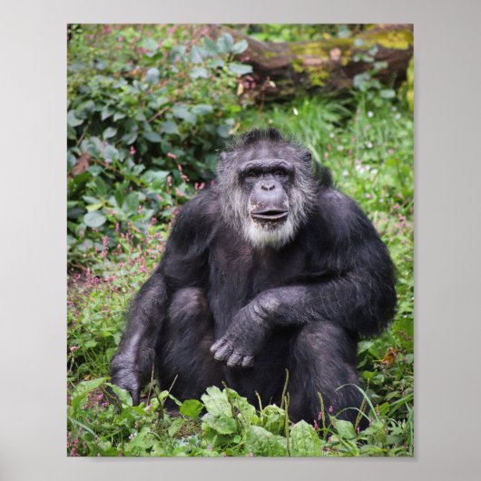 Poster van de wijze chimpansee (Voorkant)