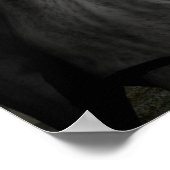 poster van de wolf (Hoek)