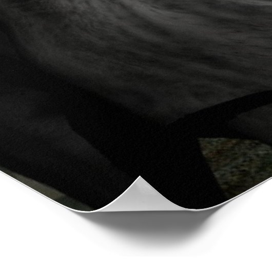 poster van de wolf (Hoek)