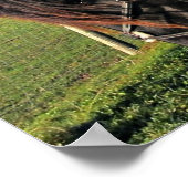 Poster van de zwarte Friesian Horse beroemde paard (Hoek)