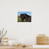 Poster van de zwarte Friesian Horse beroemde paard (Keuken)