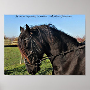Poster van de zwarte Friesian Horse beroemde paard