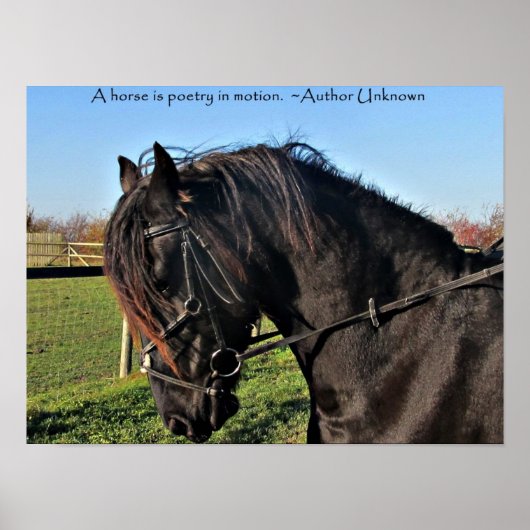 Poster van de zwarte Friesian Horse beroemde paard (Voorkant)