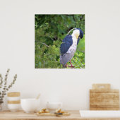 Poster van de zwarte Night Heron (Keuken)
