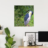 Poster van de zwarte Night Heron (Thuiskantoor)
