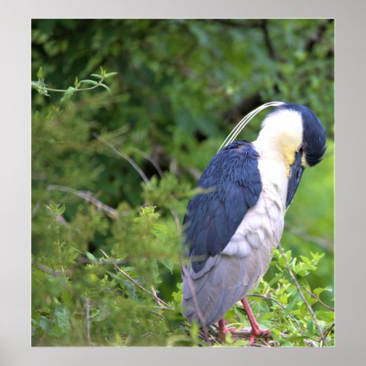 Poster van de zwarte Night Heron (Voorkant)