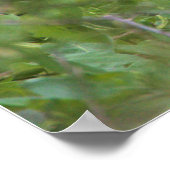 Poster van de zwarte Night Heron (Hoek)