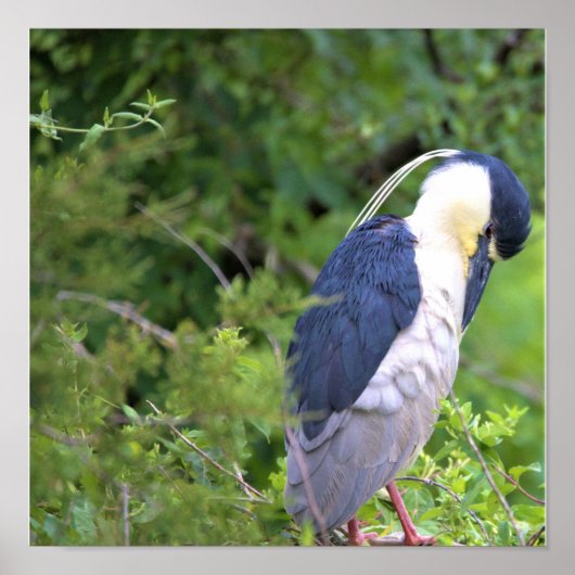 Poster van de zwarte Night Heron (Voorkant)