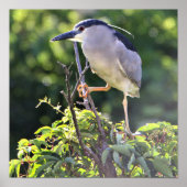 Poster van de zwarte Night Heron (Voorkant)