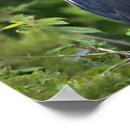 Poster van de zwarte Night Heron (Hoek)