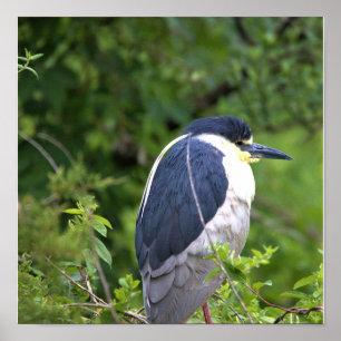 Poster van de zwarte Night Heron