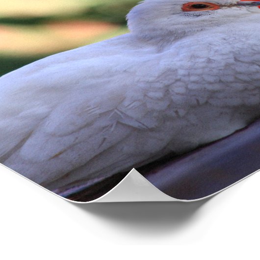 Poster van diamantduif (Hoek)