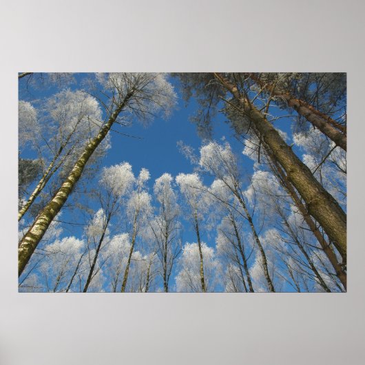 Poster van diepgevroren bos (Voorkant)