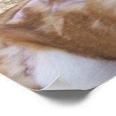 Poster van dierenmishandeling (Hoek)