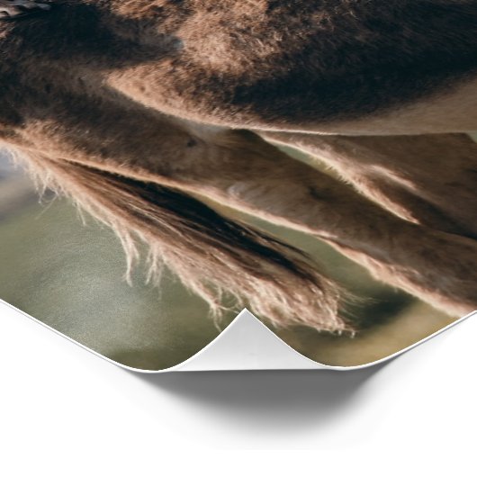 Poster van donordieren, honden-, katten- en rooste (Hoek)