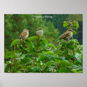 Poster van drie het kleine vogelsvrienden