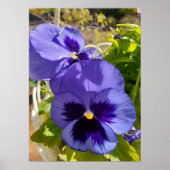 Poster van een prachtige blauwe Pansy Flower Garde (Voorkant)