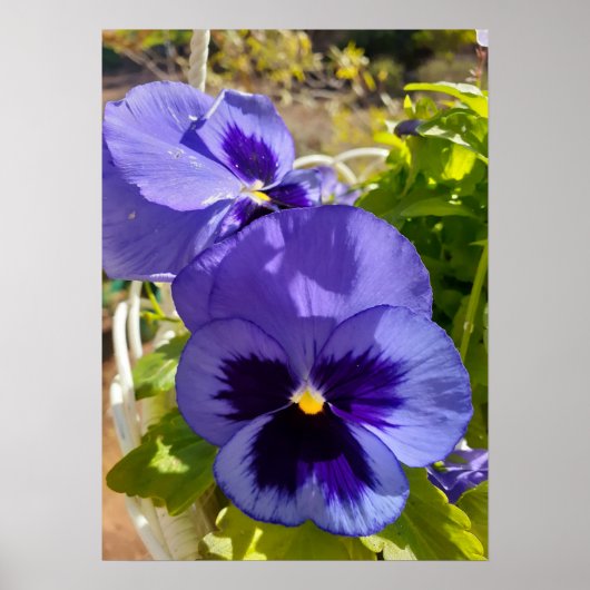Poster van een prachtige blauwe Pansy Flower Garde (Voorkant)