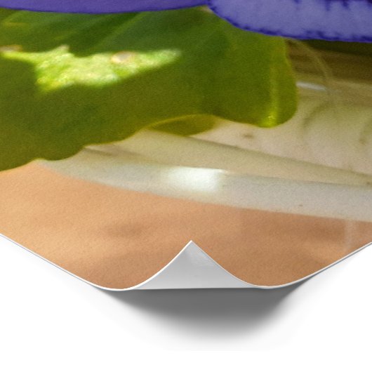 Poster van een prachtige blauwe Pansy Flower Garde (Hoek)