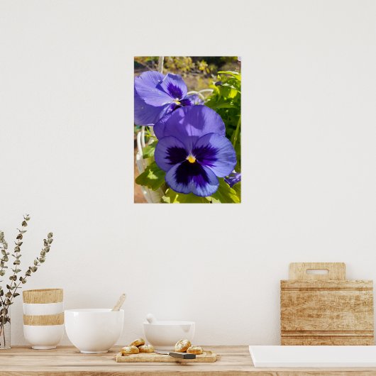 Poster van een prachtige blauwe Pansy Flower Garde (Keuken)