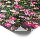 Poster van een prachtige rode pelargonium van een  (Hoek)