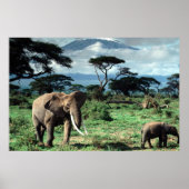 Poster van Elephants (Voorkant)