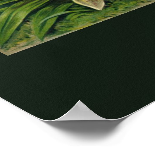 Poster van Ernst Haeckel Orchidaceae (Hoek)