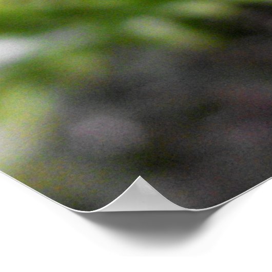 Poster van Fern Frond (Hoek)