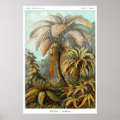Poster van filicinae (boomfern) (Voorkant)