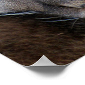 Poster van Florida Panther (4071) (Hoek)