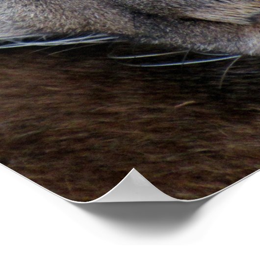 Poster van Florida Panther (4071) (Hoek)