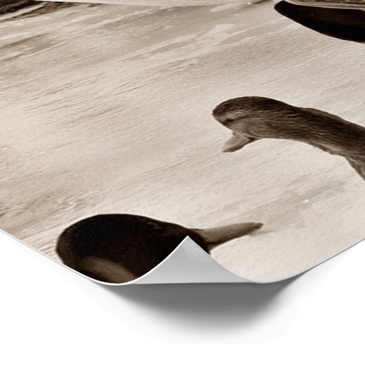 Poster van Flying Duck Mallard in Sepia (Hoek)