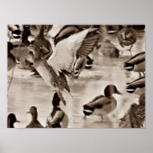 Poster van Flying Duck Mallard in Sepia (Voorkant)