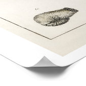 POSTER VAN "FOSSILEN" VAN OLIVER GOLDSMITH (Hoek)