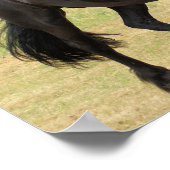 Poster van Friesian Horse (Hoek)