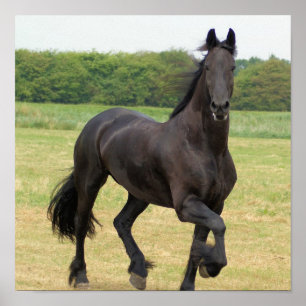 Poster van Friesian Horse