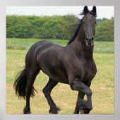 Poster van Friesian Horse (Voorkant)
