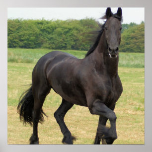 Poster van Friesian Horse