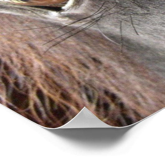 Poster van Friesian Horse Eye (Hoek)