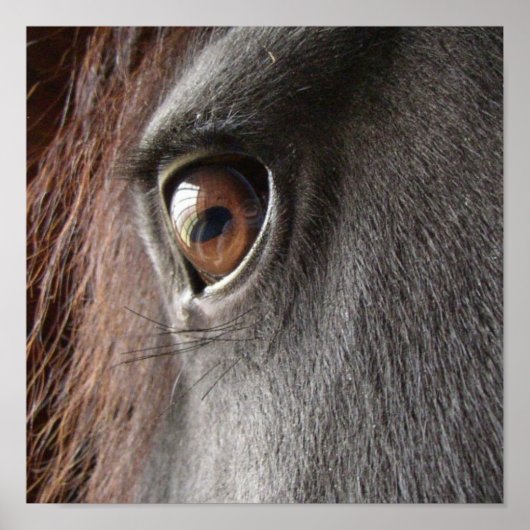 Poster van Friesian Horse Eye (Voorkant)