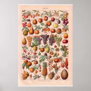 Poster van fruit 1920