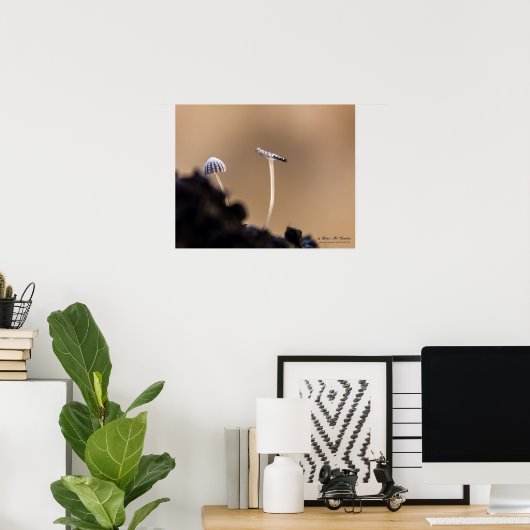 Poster van Fungi (Coprinus Plicatilis) (Thuiskantoor)