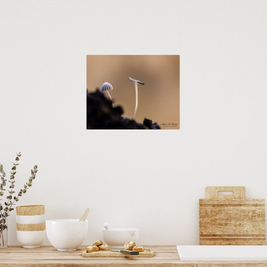 Poster van Fungi (Coprinus Plicatilis) (Keuken)